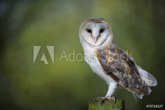 Picture of Woodland Barn Owl 2